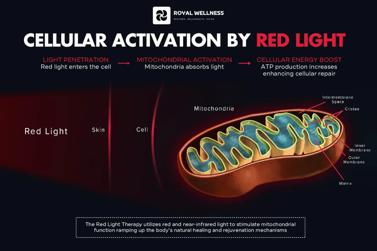 Why 850 nm Penetrates Deeper Than 660 nm: Red Light Wavelengths and Tissue Depth